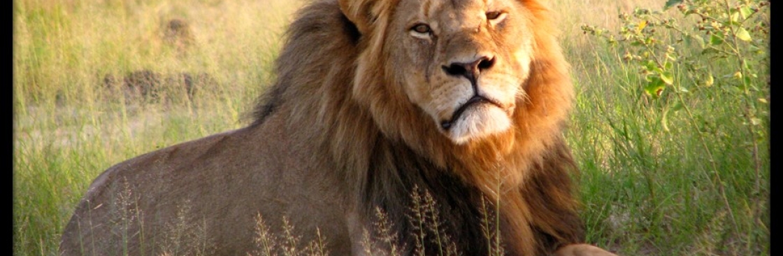 Gir Lion Cover Image