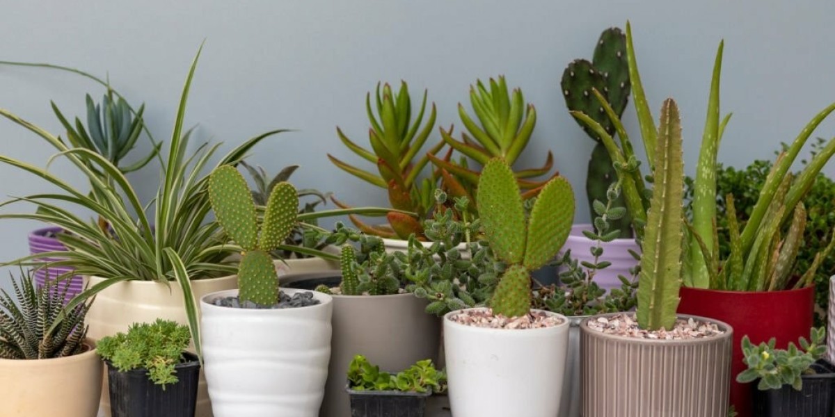 List of Stylish and Modern Ceramic Planters For Your Home Decor