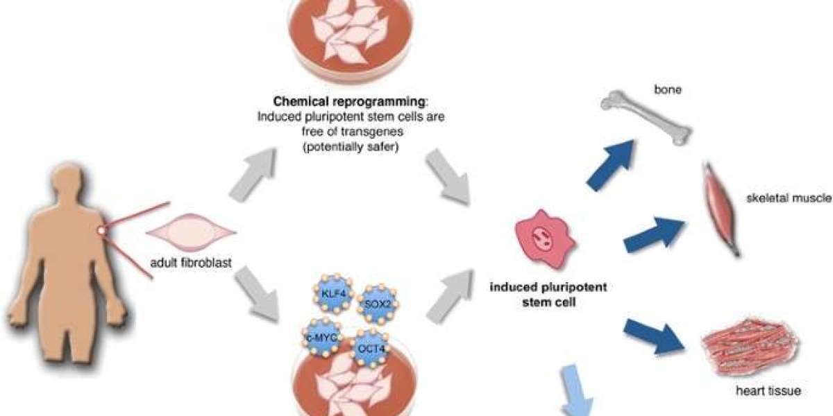 Cell Reprogramming Market Size, Share Analysis, Key Companies, and Forecast To 2030