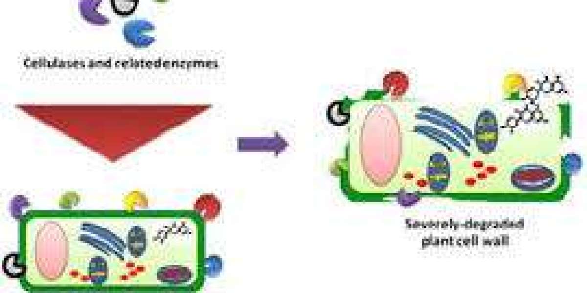 Cell Lysis and Disruption Market Size, Share Analysis, Key Companies, and Forecast To 2030