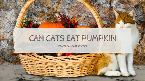 13 Beneficial Fact About Can Cats Eat Pumpkin | Is Pumpkin Good For Cats
