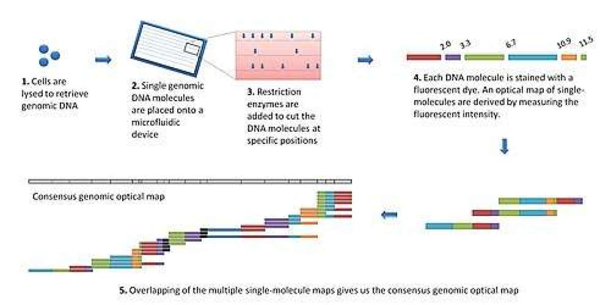 Optical Genome Mapping Market Size, Share Analysis, Key Companies, and Forecast To 2030