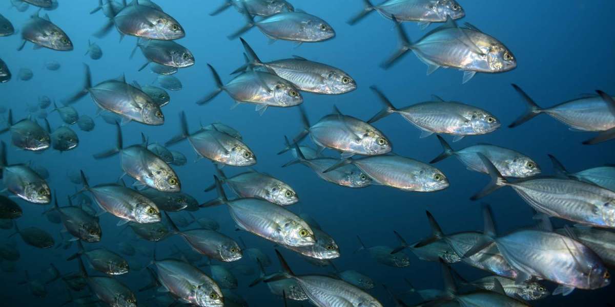 The Future Of Tuna Fish In Our Oceans