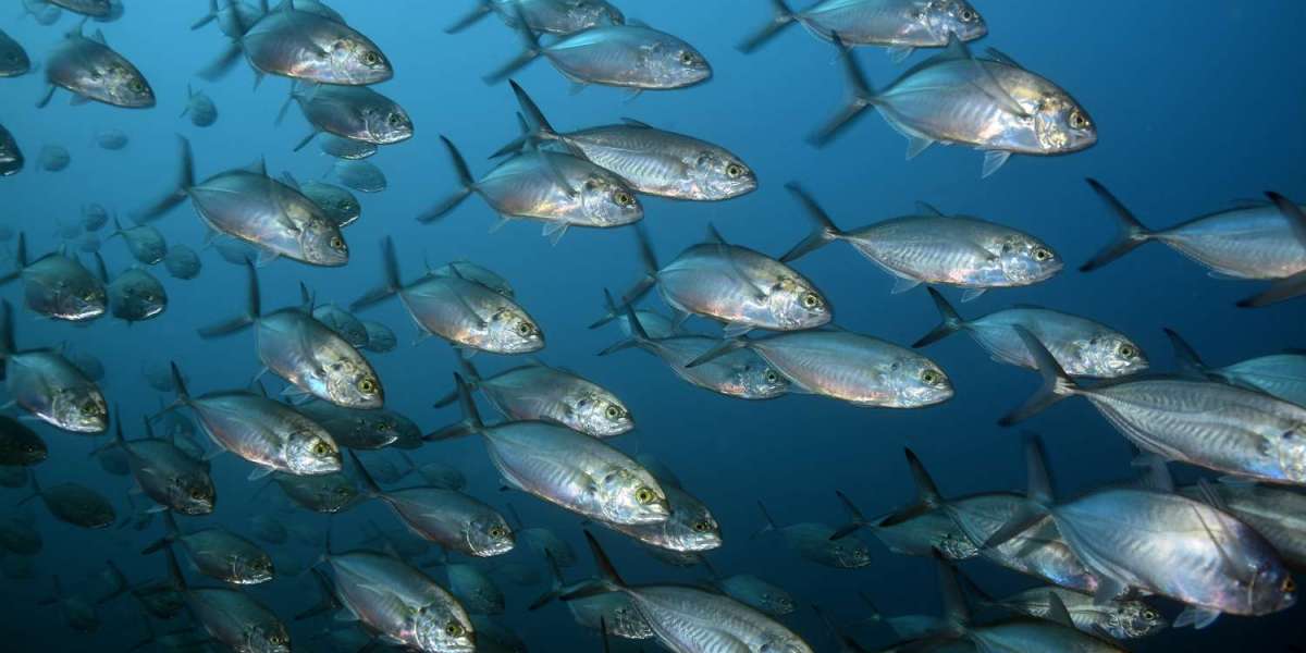 Is there a future for sustainable seafood?