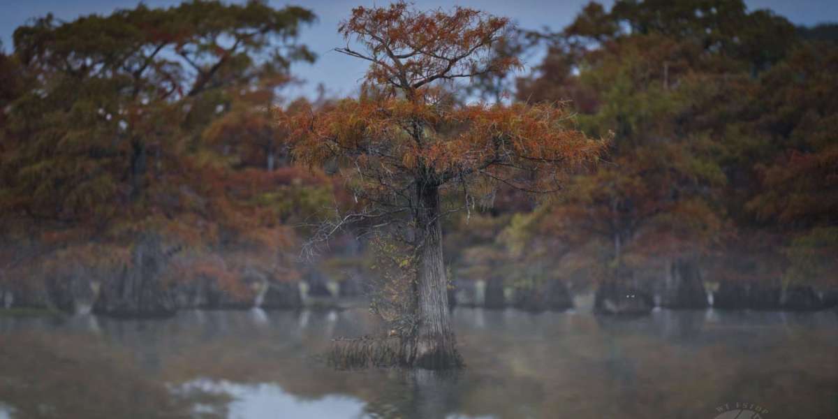 Cactus Callers: Bird Photography Ranches in Texas Deserts