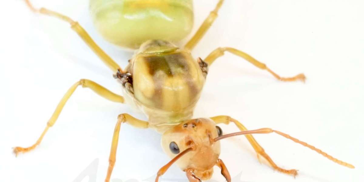 Exploring Green Ants: A Guide to Purchasing Responsibly