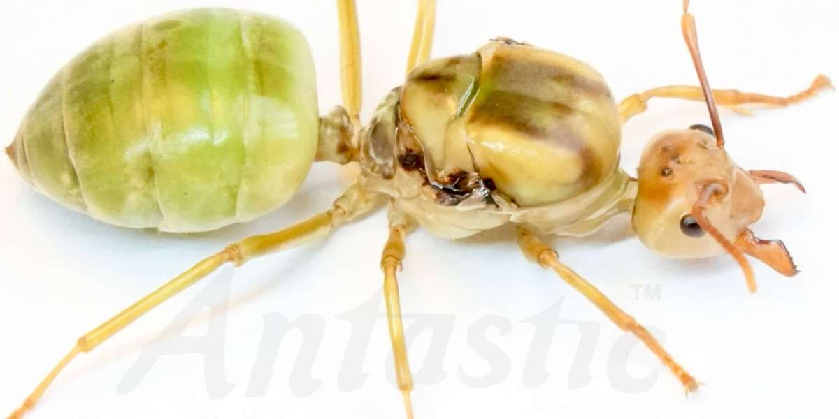 Unveiling the Culinary Marvel: Green Ants for Sale