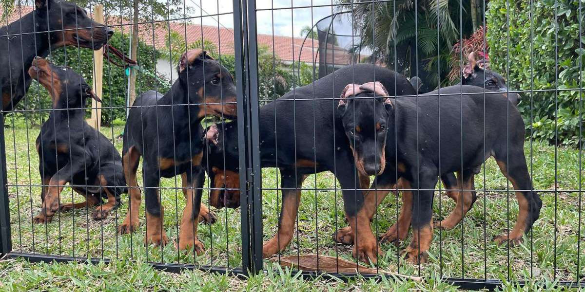 Intelligent and Insightful: Training Tips for the Serbian Doberman