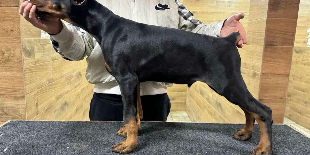 Unstoppable Energy: Training and Exercising Your Serbian Doberman