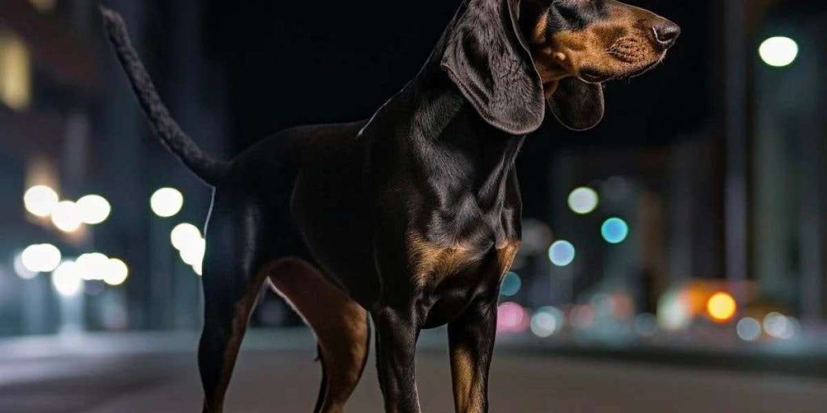 Brown European Dobermans in Dog Sports: Champions in the Making