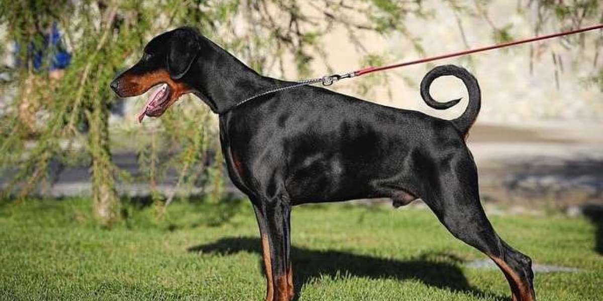 Nutrition for the Powerful European Doberman: Choosing the Right Diet