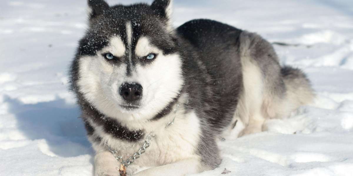 Understanding the Siberian Husky Price in India: A Guide to Buying Siberian Husky Puppies