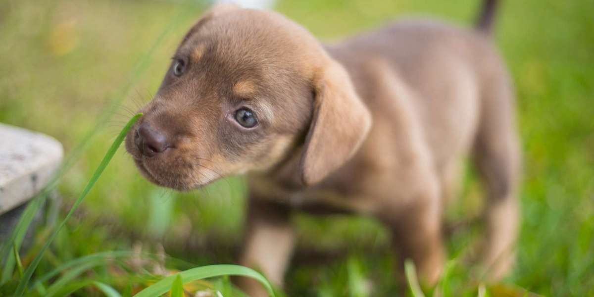 Brown European Doberman vs. Black Doberman: What's the Difference?