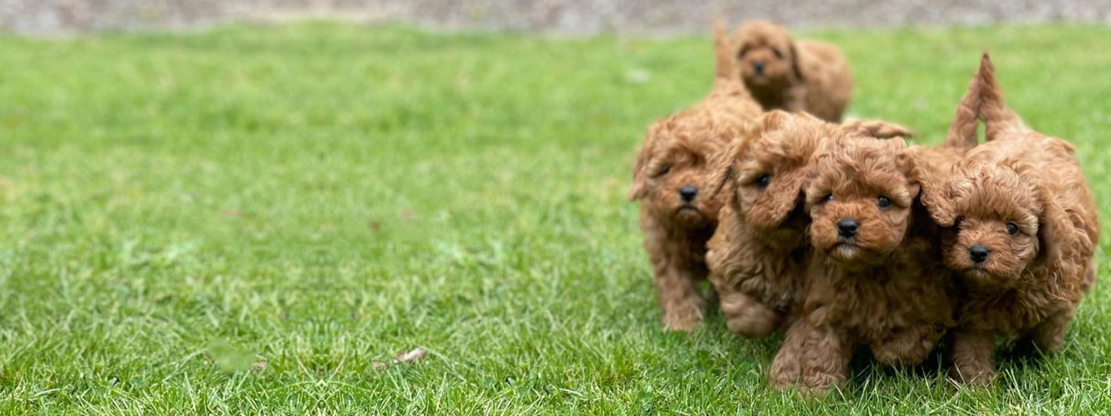 Cavoodle Puppies for Sale Melbourne, VIC | Designer K9 Breeders