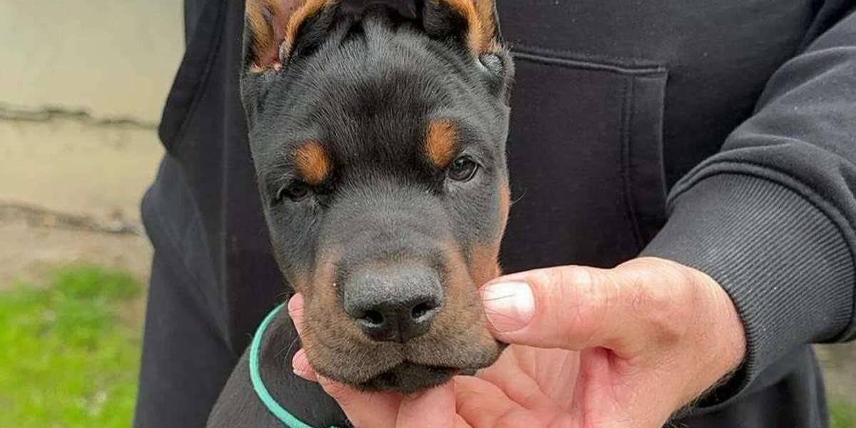 10 Things to Know Before Getting European Doberman Puppies