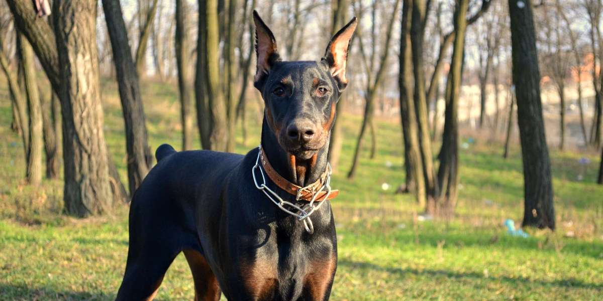 More Than Muscle: The Gentle Side of the Serbian Doberman