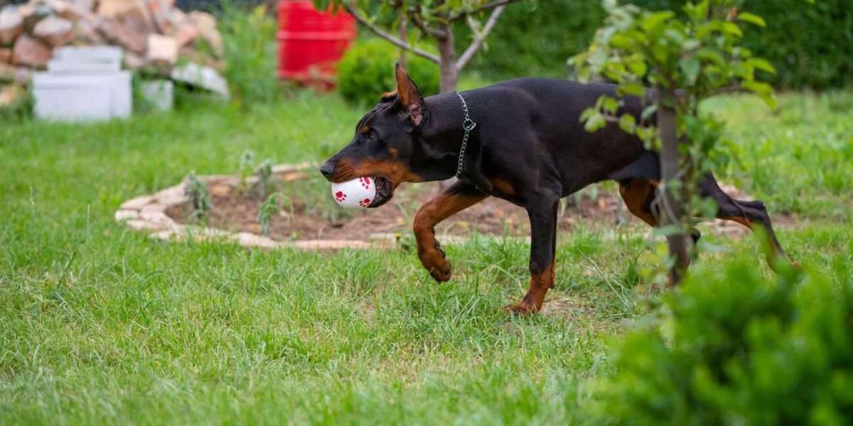 The Ultimate Guide to European Doberman Puppy Care