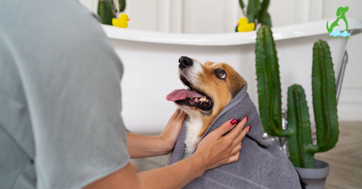 How Mobile Pet Grooming Works? A Professional Guide - Gem Mobile Pet Grooming