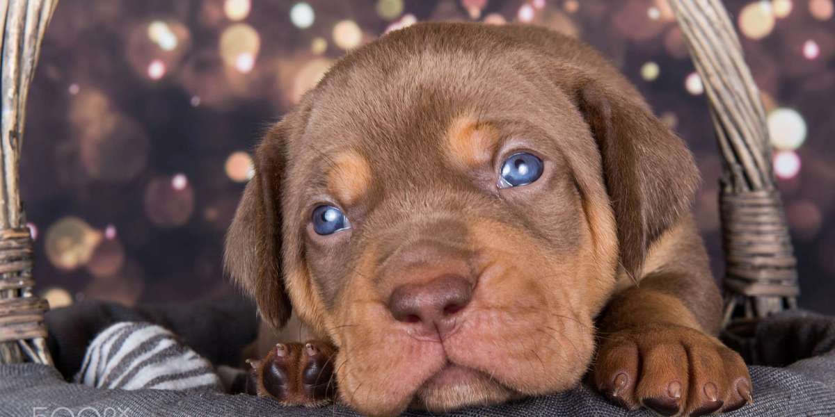 European Doberman Puppies: Choosing the Right Breeder