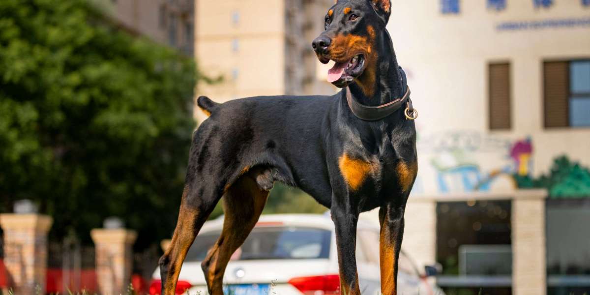 The Future of the Brown Serbian Doberman Pinscher: Preserving This Unique Breed