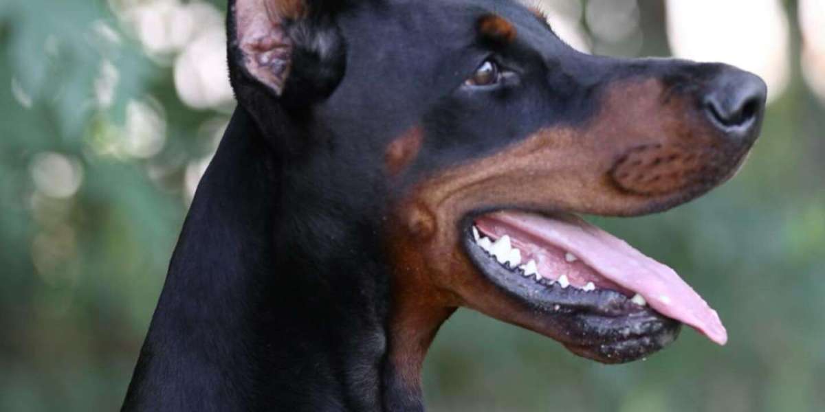 Showcasing the Brown Serbian Doberman Pinscher: Top Dog Shows to Attend