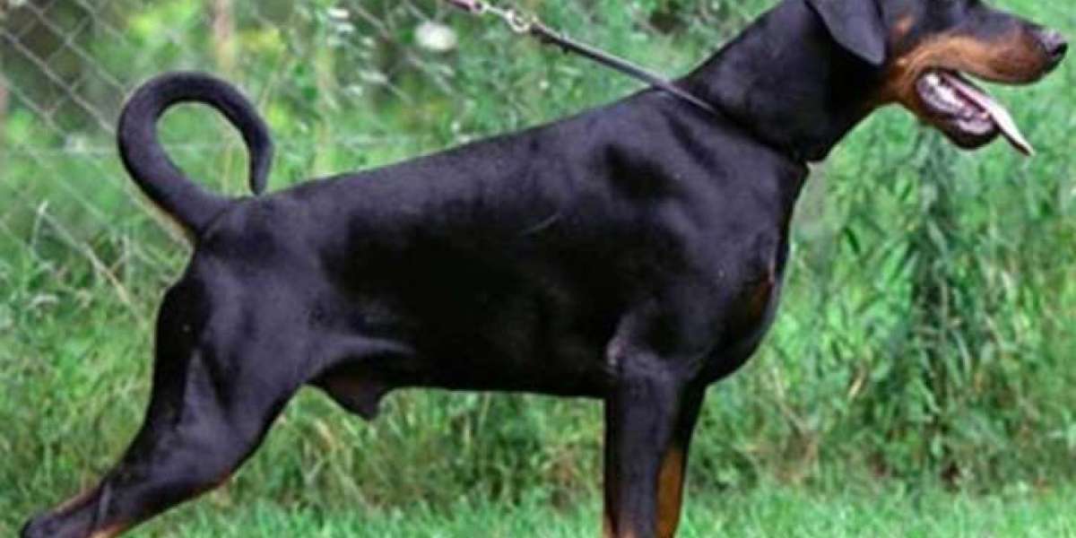 Is Ear Cropping and Tail Docking Common in European Dobermans? Exploring the Debate