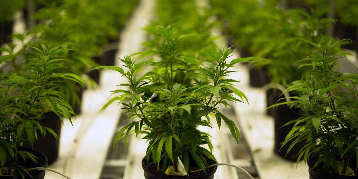 How to Successfully Grow Cannabis Cultivation