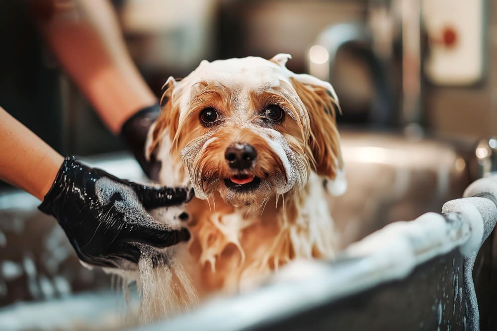 Bathing Your Dog: Best Practices and Common Mistakes to Avoid - Gem Mobile Pet Grooming