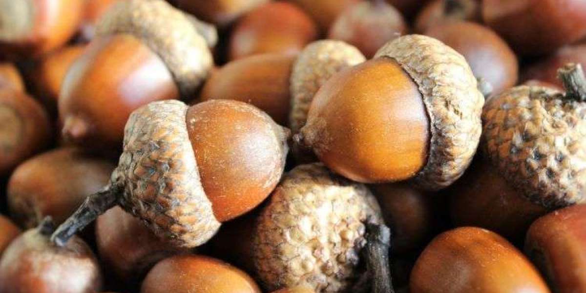 Global Acorn Nuts Market Share, Size, Trend & Growth