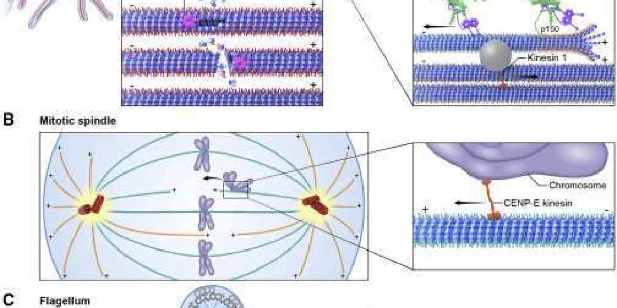 Cytoskeleton: From Basic Research to Clinical Applications