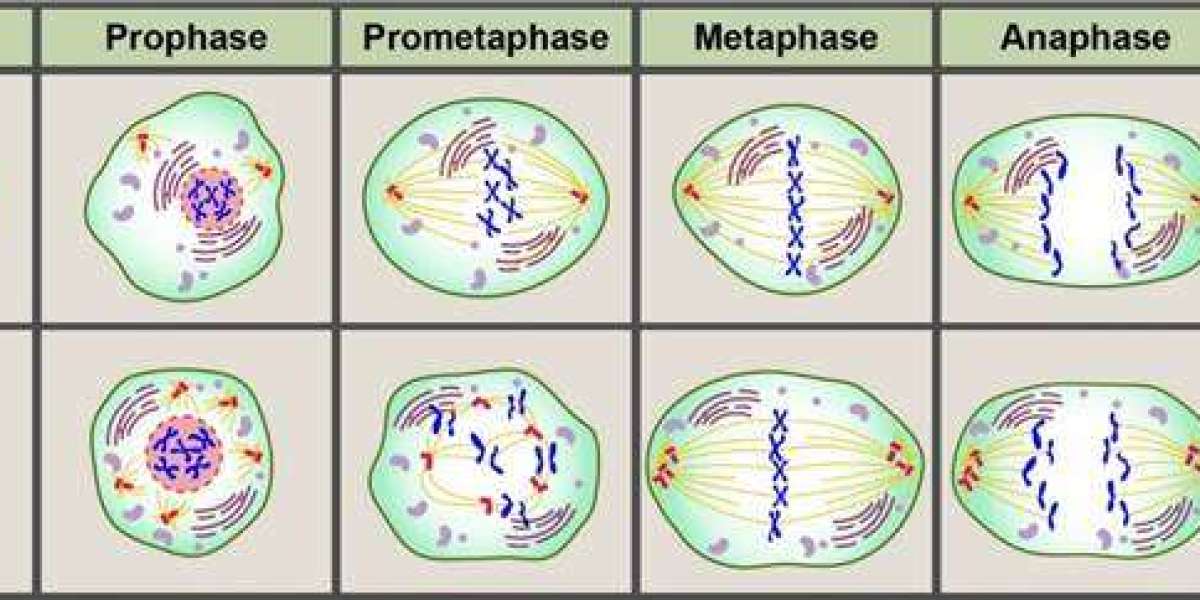 NextGen Biotech Releases High-Efficiency Antibody Services for Cancer Treatment Development