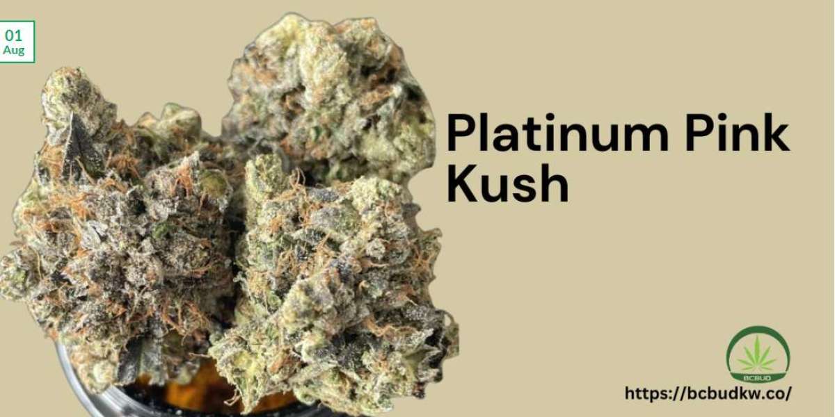 Platinum Pink Kush: A Premium Cannabis Strain You Should Know About