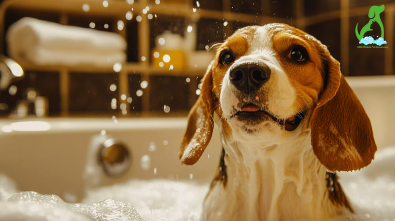 How Often Should I Bathe My Labrador? - Gem Mobile Pet Grooming