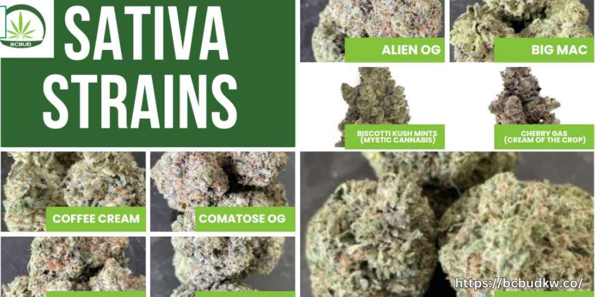 Buy Sativa Strains: Energize Your Mind and Body