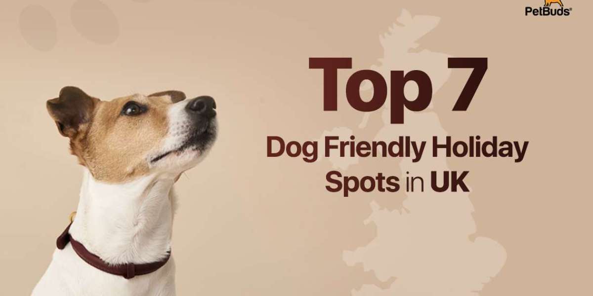 Discover Top 7 Destinations for Dog Friendly Holidays in the UK