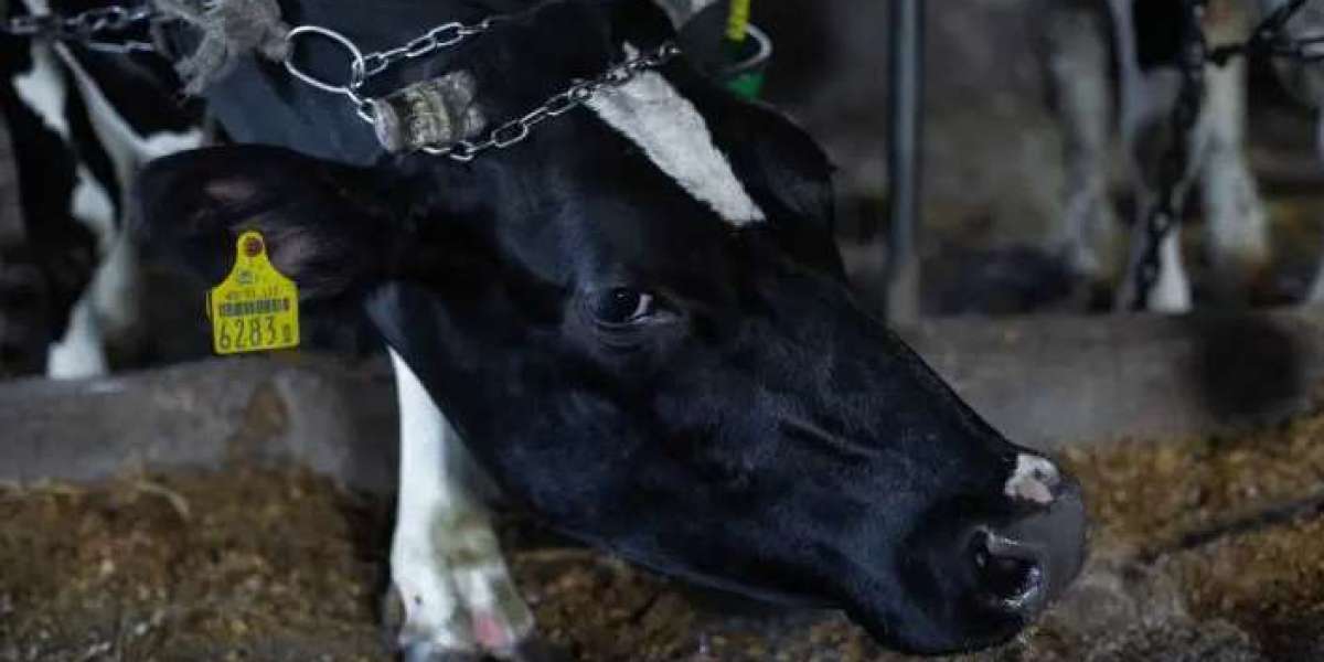 Cruelty in Farms: The Dark Side of Animal Agriculture and the Benefits of a Vegan Diet