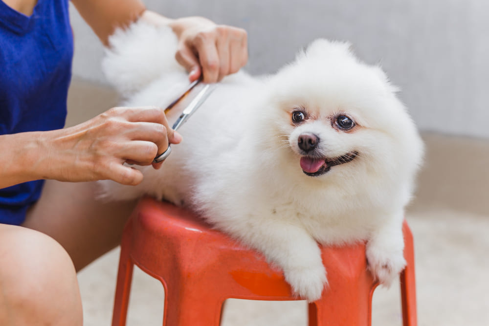 4 Signs That Indicate It Is Time to Visit a Dog Grooming Company - Gem Mobile Pet Grooming