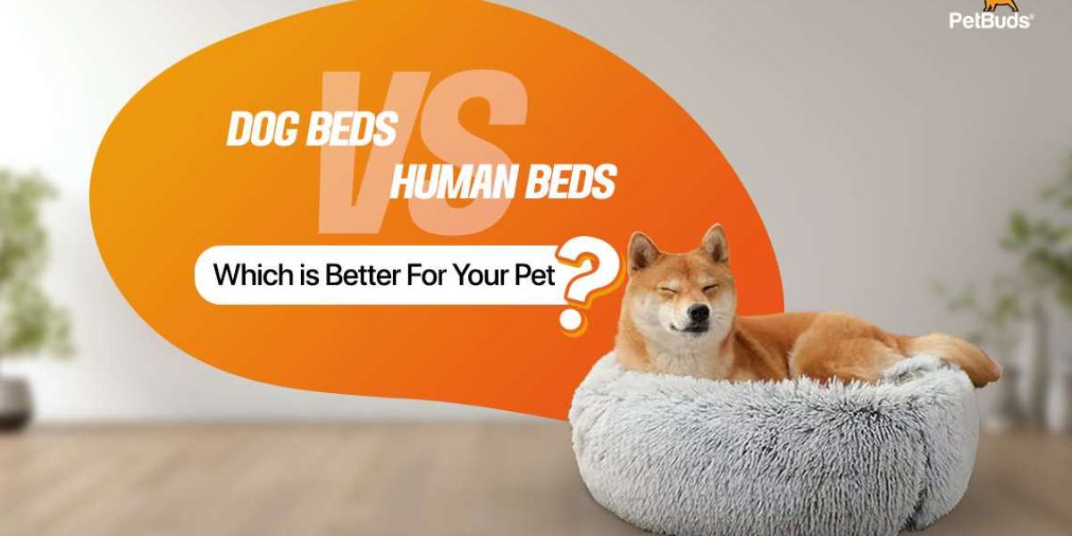 The Bed Battle: Dog Beds vs Human Beds - Which is Better?